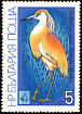 Squacco Heron Ardeola ralloides  1981 Birds 