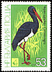 Black Stork Ciconia nigra