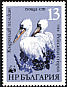 Dalmatian Pelican Pelecanus crispus