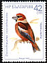 Hawfinch Coccothraustes coccothraustes