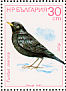 Common Blackbird Turdus merula