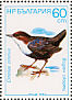 White-throated Dipper  Cinclus cinclus