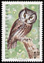 Boreal Owl Aegolius funereus  1992 Owls 