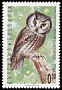 Boreal Owl Aegolius funereus