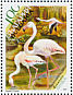 Greater Flamingo Phoenicopterus roseus  2007 Protected birds Sheet