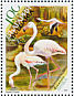 Greater Flamingo Phoenicopterus roseus