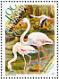 Greater Flamingo Phoenicopterus roseus  2007 Protected birds Booklet