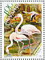 Greater Flamingo Phoenicopterus roseus