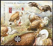 Griffon Vulture Gyps fulvus