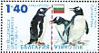 Gentoo Penguin Pygoscelis papua  2012 Bulgarian Antarctic expedition 