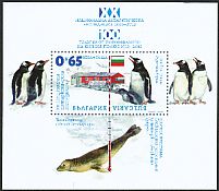 Gentoo Penguin Pygoscelis papua  2012 Bulgarian Antarctic expedition imp