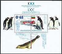 Gentoo Penguin Pygoscelis papua