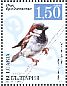 House Sparrow Passer domesticus  2017 Sparrows Sheet
