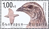 Common Quail Coturnix coturnix  2021 Game birds 