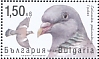 Common Wood Pigeon Columba palumbus