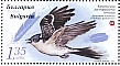 Great Spotted Cuckoo Clamator glandarius