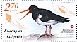 Eurasian Oystercatcher Haematopus ostralegus