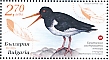 Eurasian Oystercatcher Haematopus ostralegus