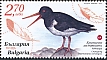 Eurasian Oystercatcher Haematopus ostralegus