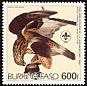 Rough-legged Buzzard Buteo lagopus  1985 Audubon 