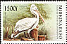 Dalmatian Pelican Pelecanus crispus