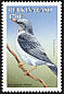 Red-legged Thrush Turdus plumbeus