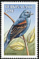 Blue Grosbeak Passerina caerulea  1998 Birds 