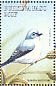 Blue-grey Gnatcatcher Polioptila caerulea  1998 Birds Sheet