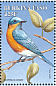 Eastern Bluebird Sialia sialis