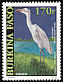 Western Cattle Egret Bubulcus ibis  2001 Birds 