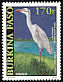 Western Cattle Egret Bubulcus ibis