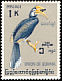Oriental Pied Hornbill Anthracoceros albirostris