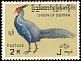 Kalij Pheasant Lophura leucomelanos  1964 Burmese birds 