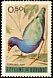 African Swamphen Porphyrio madagascariensis  1965 Birds 