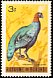 Congo Peafowl Afropavo congensis  1965 Birds 