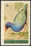 African Swamphen Porphyrio madagascariensis  1965 Birds 