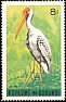 Yellow-billed Stork Mycteria ibis  1965 Birds 