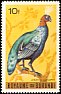 Congo Peafowl Afropavo congensis  1965 Birds 