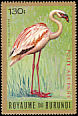 Lesser Flamingo Phoeniconaias minor