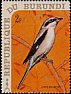 Great Grey Shrike Lanius excubitor