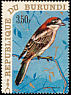 Woodchat Shrike Lanius senator