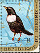 Ring Ouzel Turdus torquatus