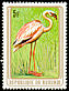 Lesser Flamingo Phoeniconaias minor