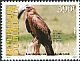 Yellow-billed Kite Milvus aegyptius