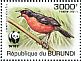 Papyrus Gonolek Laniarius mufumbiri  2011 WWF Sheet