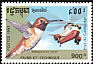 Rufous Hummingbird Selasphorus rufus