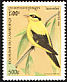 Black-naped Oriole Oriolus chinensis