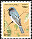 Blue-and-white Flycatcher Cyanoptila cyanomelana