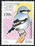 Great Grey Shrike Lanius excubitor