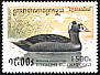 Surf Scoter Melanitta perspicillata  1997 Ducks 